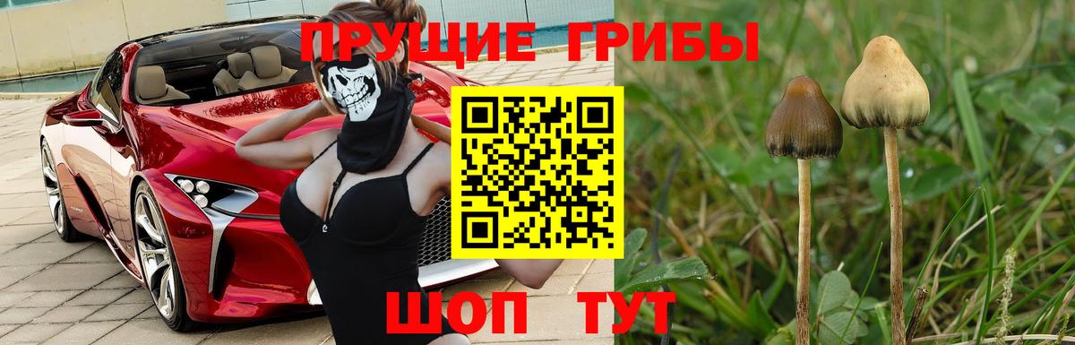 дарнет шоп  Медногорск  Галлюциногенные грибы Cubensis 